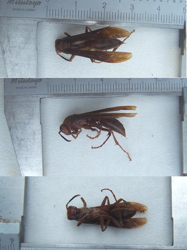 FIGURE 1c FIGURE 1c